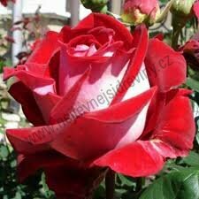 Růže Alleluja, v květináči Rose Alleluja